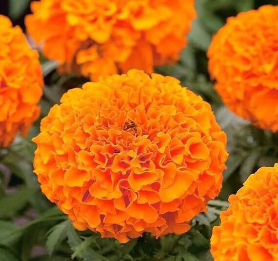 25 Seeds Hawaii Marigold Seeds for Garden Planting  - $11.95