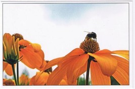 Nature Postcard Bee On Orange Flowers - $2.96