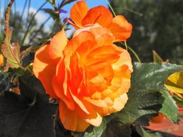 10 Orange Double Begonia Tuberosa Tuberous Begonia Shade Flower Seeds - $8.35