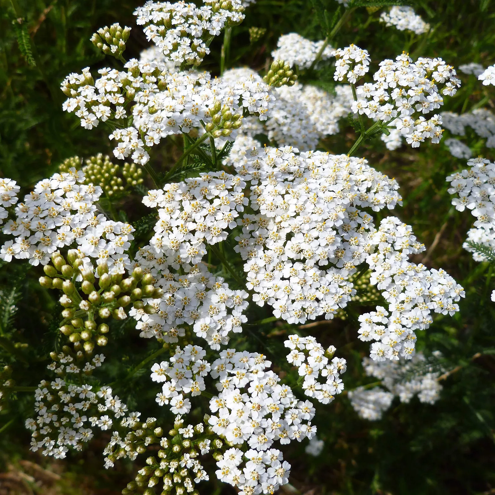 yarrow, WHITE Flwr Per Achillea millefolium 2250 Seed  - £7.49 GBP