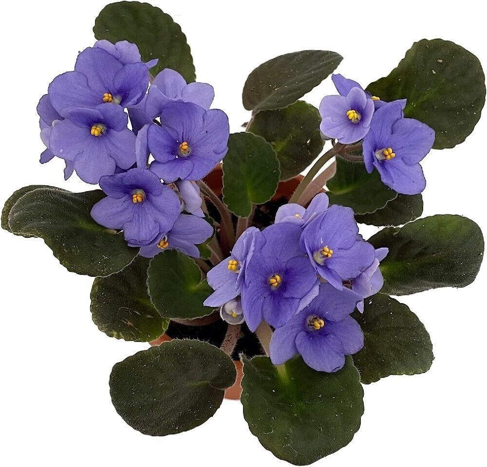 Primary image for 4" Pot Violet Saintapaulia Novelty Best Blooming Easy To Grow Indoors Live Plant