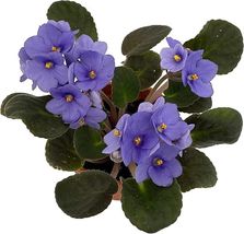 4&quot; Pot Violet Saintapaulia Novelty Best Blooming Easy To Grow Indoors Li... - £43.01 GBP