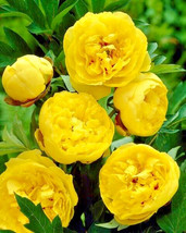 New Fresh Seeds 10 Polyphyll Yellow Tree Peony Seeds Paeonia Suffruticosa - £9.12 GBP