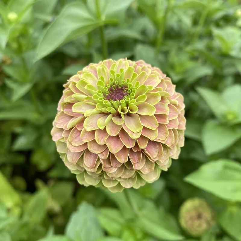 Zinnia Queen Lime With Blush Flower  X 30 Seeds SEEDS - £15.07 GBP