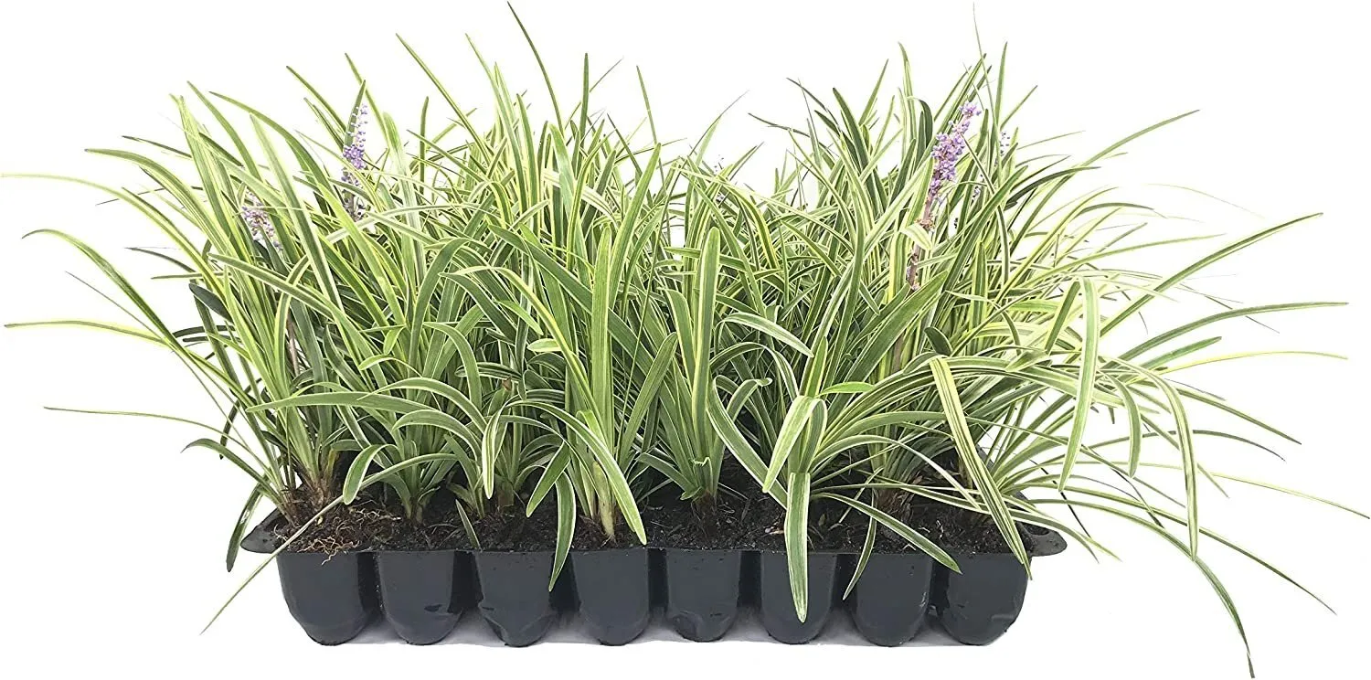 Variegated Liriope Muscari Silvery Sunproof Live Plants Blooming - $40.77