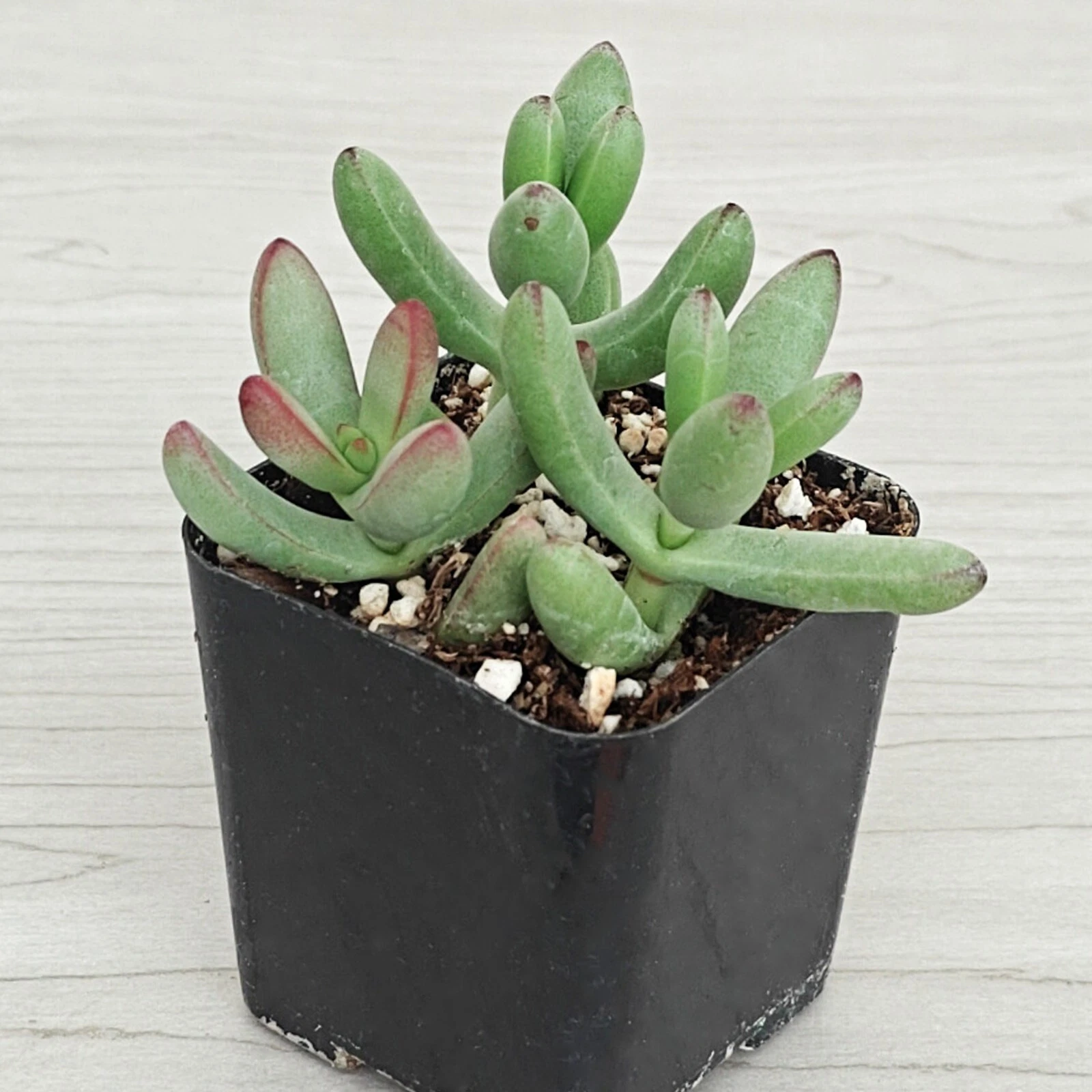 Succulent Plant - Crassula Nudicaulis Herrei - Live Plants In 2&quot; Pot - $12.75