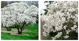 6-12&quot; Tall - 4&quot; Pot - Star Magnolia Shrub/Tree - Live Plant - Magnolia s... - £67.15 GBP