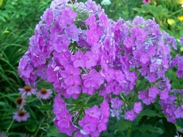 Easy to Grow 20 SEEDS PINK PHLOX - $6.78