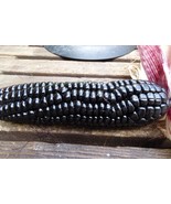 Maize Morado - Black Corn from Peru - $110.13 MXN