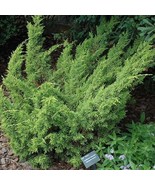 Shimpaku Dwarf Chinese Juniper Live Plant 25 Qt Plant Garden - $68.98