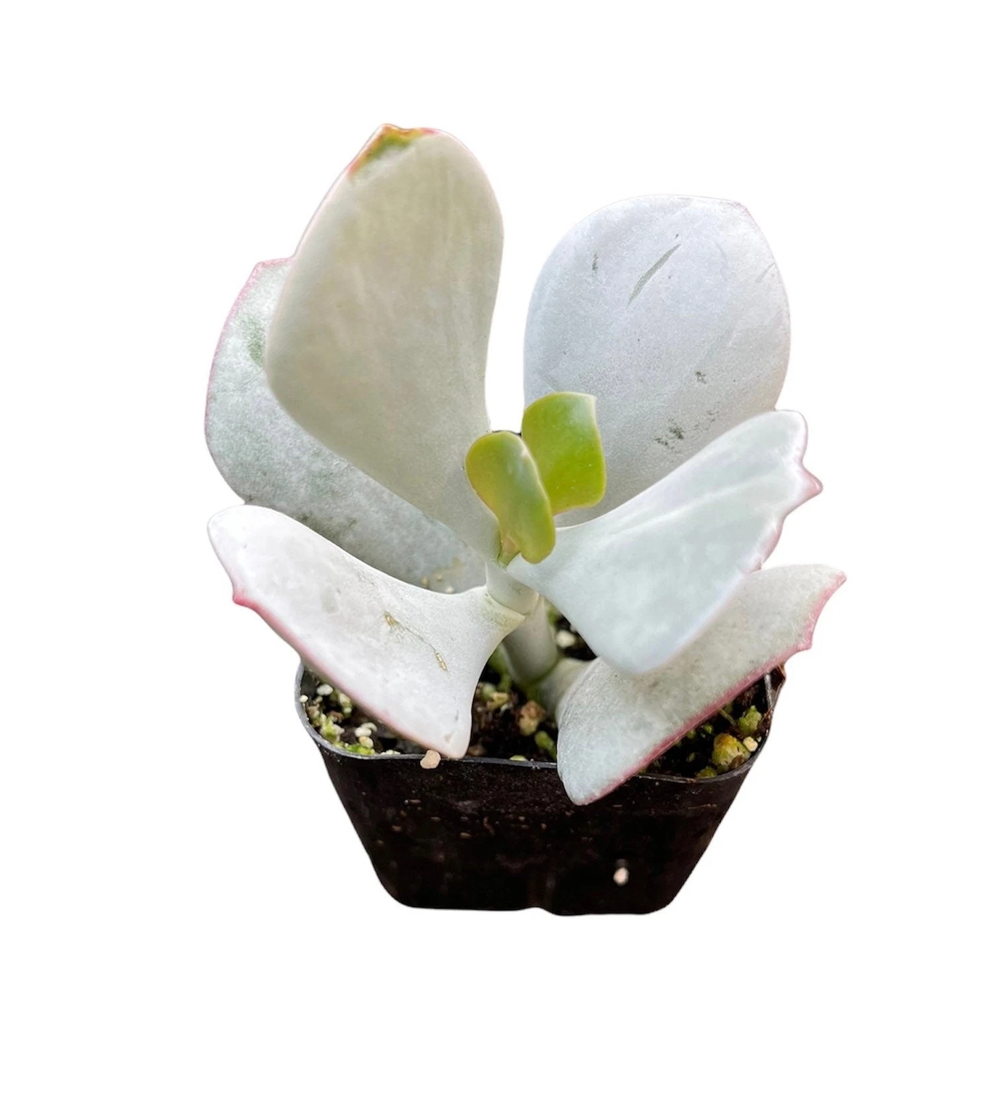 2&quot;pot Cotyledon orbiculata -Pig&#39;s Ear - $19.82