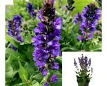 Salvia Blue Marve Balkan Clary Blue Marvell Plant Meadow Sage Blue Marvell - £48.52 GBP