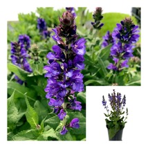 Salvia Blue Marve Balkan Clary Blue Marvell Plant Meadow Sage Blue Marvell - £48.64 GBP