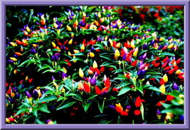 USA SELLER Chinese Ornamental Pepper Seeds Over 900 Items Fresh New - $18.48