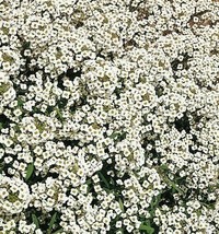 BPA Alyssum Seeds 1500 Carpet Of Snow White Flower Garden Annual Bees From US - £6.72 GBP