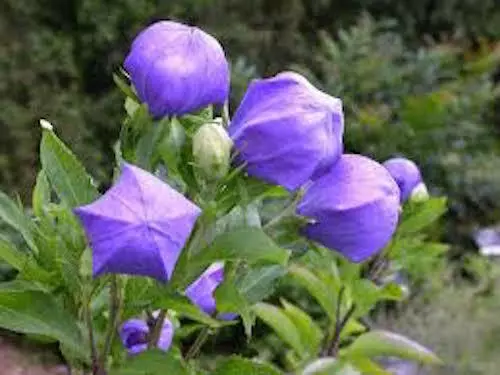 120 Seeds Platycodon Balloon Mariesii Violet-Blue Edible Perennial Flower - £7.77 GBP
