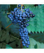 Frontenac Blue Grape Seeds 100 Seeds Hardy Plant Seedling Good Disease R... - €9,52 EUR