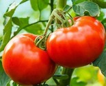 Delicious Tomato Seeds 100 Vegetable Garden Plants Culinary Sauce Fast S... - $8.99