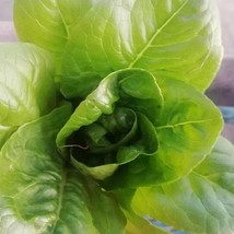 Little Gem Butterhead Lettuce Seeds Organic Fresh Garden - £4.80 GBP