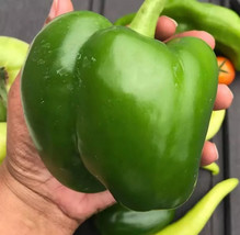 VC 25 Giant Keystone Resistant Sweet Heirloom Organic Non-Gmo Easy Grow - $9.77