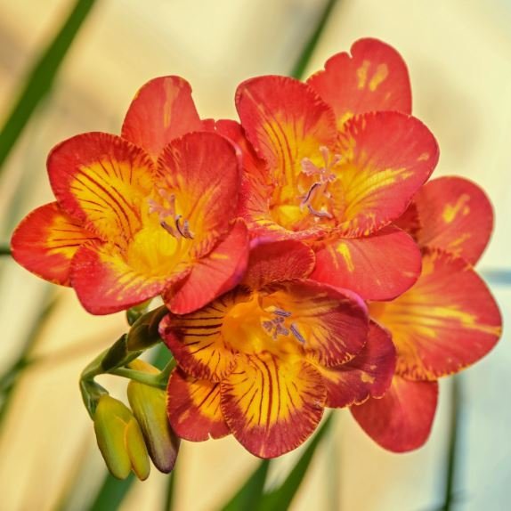 200 Seeds Freesia Item image 3