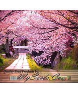 MX 8 Japanese Sakura Flowering Cherry Tree Seed Prunus Serrulata Seed Bu... - $20.72