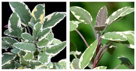 Variegated Garden Sage - Salvia officinalis - Perennial - 3&quot; Pot - $40.98
