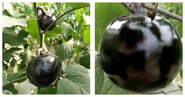 Round Black Eggplant Seed High Yield Tasty Green Asian Garden 60 vegetab... - £14.94 GBP