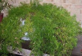 SGHOST 30 Asparagus Fern Flower Seeds Perennial USA Seller - £7.00 GBP