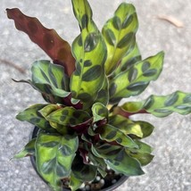 Rattlesnake Plant Calathea Lancifolia In 4 Inch House Plan Prayer Plant ... - $49.78