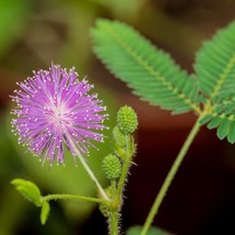 Mimosa Pudica Sensitive Plant Seed New Fresh Seeds USA - $10.48