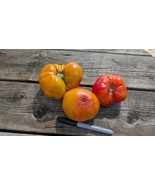 Dwarf Tomato Seeds- Lucky Swirl, Heirloom, Sweet Bicolor, Determinate 90... - $67.80 MXN+