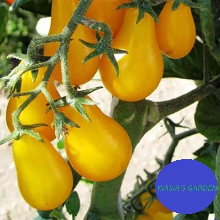 50 Seeds Tomato Yellow Plum Heirloom Seeds Quick Sprout Garden Joy - £8.70 GBP