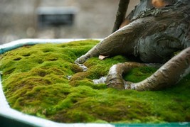 Kyoto Moss Spores - Japanese Gardens - For Bonsai Pots - £15.93 GBP