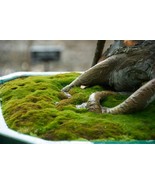 Kyoto Moss Spores - Japanese Gardens - For Bonsai Pots - €17,28 EUR