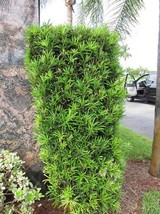 1 pcs Upright Yew Podocarpus Macrophyllus Live Plant 1 Quart Evergreen - £39.22 GBP