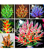 100 Pcs Heliconia Seed Perennial Angiosperm Plants Flower Succulent Puri... - $276.26 MXN