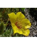 100 Fresh Seeds Yellow Blazing Star Mentzelia Lindleyi - $5.98