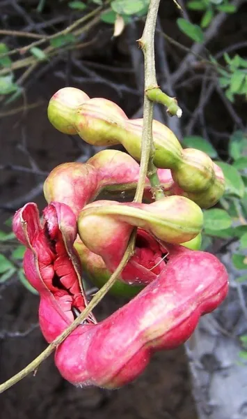 Pithecellobium Dulce Manilla Tamarind Madras Thorn Fruit 15 Seeds Fresh Garden - £14.37 GBP