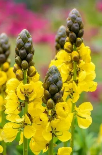 Popcorn Cassia Cassia Didymobotrya 10 Guaranteed Fresh Seeds for Planting - £13.44 GBP