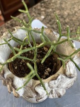  Wonderfully Unique PENCIL Cactus Starter Plant - $2.99