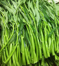 Thai Water Spinach Ong Choy Kangkong Kong Xin Cai Garden Vegetable USA 5... - £3.84 GBP