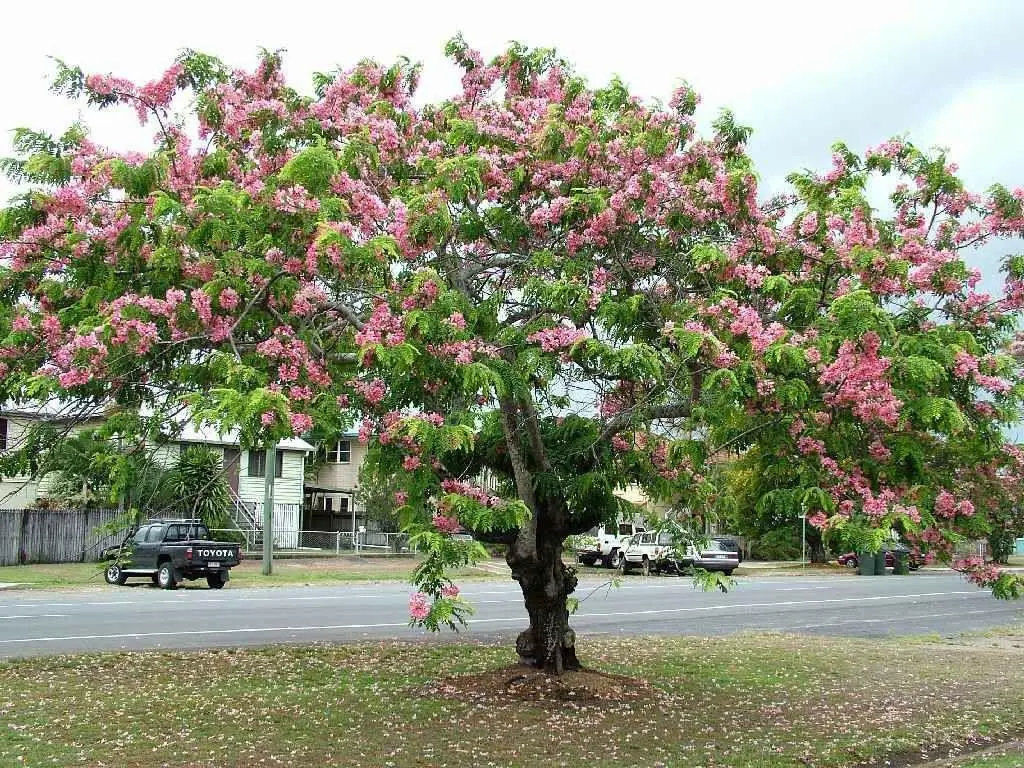 Pink/Rainbow Shower Tree (Cassia Javanica) 15 Seeds - $7.42