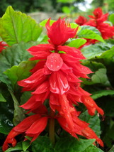 50 Pcs Mojave Improved Salvia Flower Seeds #MNHG - £11.45 GBP