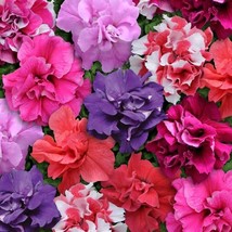 Petunia Seeds Double Madness Mix 50 Seeds Fresh Seeds Gardening USA - $24.00