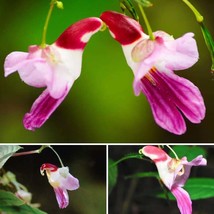 50 pcs China Rare Parrot Orchid Flower Seeds World&#39;s Rare High Grade Bonsai Gard - £3.06 GBP