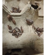 15 Scaber Skewbald tri isopods . Free Shipping. - $37.39