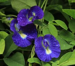 Asian Pigeonwings, Butterfly Pea, Clitoria Ternatea  30 Seeds - £10.38 GBP