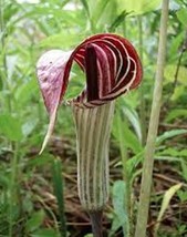 30 Seeds Wf Jack In The Pulpit Seeds Stunning In Your Shady Woodland Meaningful  - $7.78