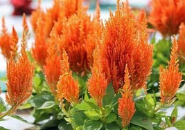 Best Celosia Argentea Var. Plumosa | Nana Orange | 20 Seeds - $12.98